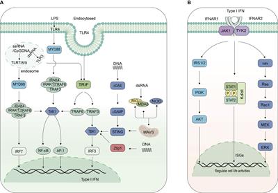 Mutual regulations between Toxoplasma gondii and type I interferon